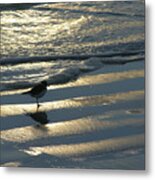 Little Sandpiper 9-19-15 Metal Print