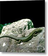 Lizard Metal Print