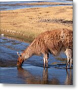 Llama Drinking In River Metal Print