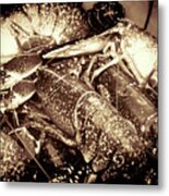 Lobster Catcher Metal Print