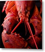 Lobster Metal Print