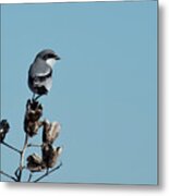 Loggerhead Shrike Metal Print