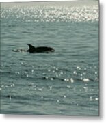 Lone Dolphin Metal Print