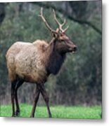 Lone Elk Metal Print