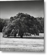 Lone Oak Metal Print