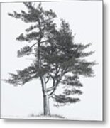 Lone Pine In Winter Storm Metal Print