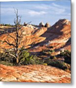 Lone Tree Metal Print