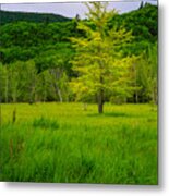 Lone Tree Sieur De Mont Woodland Acadia Metal Print