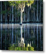 Lonely Cypress - 2 Metal Print