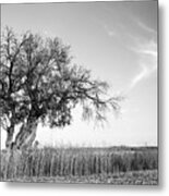 Lonely Olive Tree In The Field Metal Print