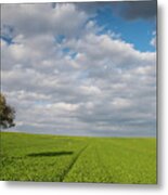 Lonely Olive Tree In A Green Field  And  Moving Clouds Metal Print
