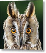 Long Eared Owl 1 Metal Print