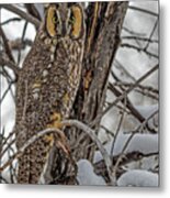 Long Eared Owl In Snow Metal Print