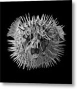 Long Spined Porcupine Fish Metal Print