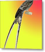 Long Tailed Bird With Whiskers Metal Print