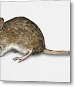 Long Tailed Field Mouse Apodemus Sylvaticus - Wood Mouse - Moulo Metal Print