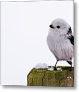 Long-tailed Tit On The Pole Metal Print
