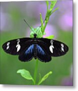 Longwing5 Metal Print