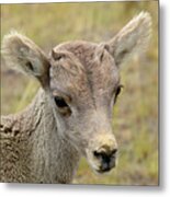 Looking At You Kid Metal Print