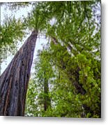 Looking Up - Humbolt Redwoods State Park - California Metal Print