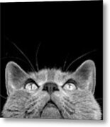 Looking Up Metal Print