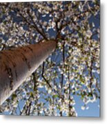 Looking Up Metal Print