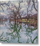 Los Vaqueros Oaks Metal Print