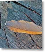 Lost Feather Metal Print