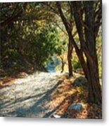 Lost Maples State Park Path 4 Metal Print