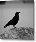 Lost Wings Metal Print