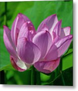 Lotus Beauty--buxom Beauty I Dl0089 Metal Print