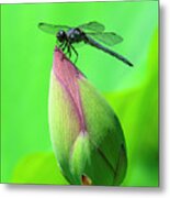 Lotus Bud And Slaty Skimmer Dragonfly Dl0105 Metal Print