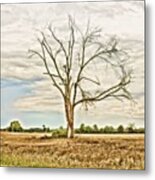 Louisiana Country Roads #hdr Metal Print