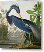Louisiana Heron Metal Print