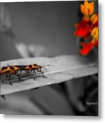 Love In The Afternoon Metal Print