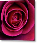 Love Is A Rose Metal Print