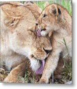 Love You Mommy. Metal Print