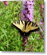 Lovely Butterfly Metal Print