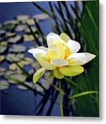 Lovely Lotus Metal Print