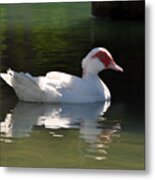 Lovely Muscovy Metal Print