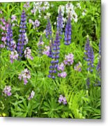 Lupines And Dames Rocket Metal Print