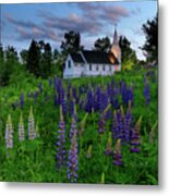 Lupines By The Church Metal Print