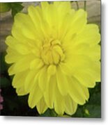 M Shades Of Yellow Flowers Collection No. Y90 Metal Print
