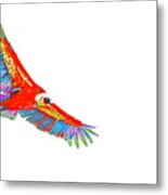Macaw Vulture Metal Print