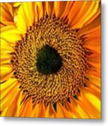 Macro Monday! How Gorgeous Is This Metal Print