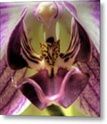 Macro Orchid Metal Print