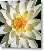 Macro Water Lily Metal Print