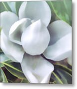 Magnolia Opening 2 Metal Print