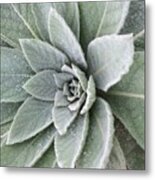 Magical Mullein Medicine Metal Print