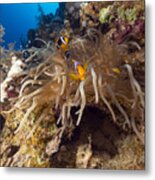 Magnificent Anemone And Tropical Reef In The Red Sea. Metal Print